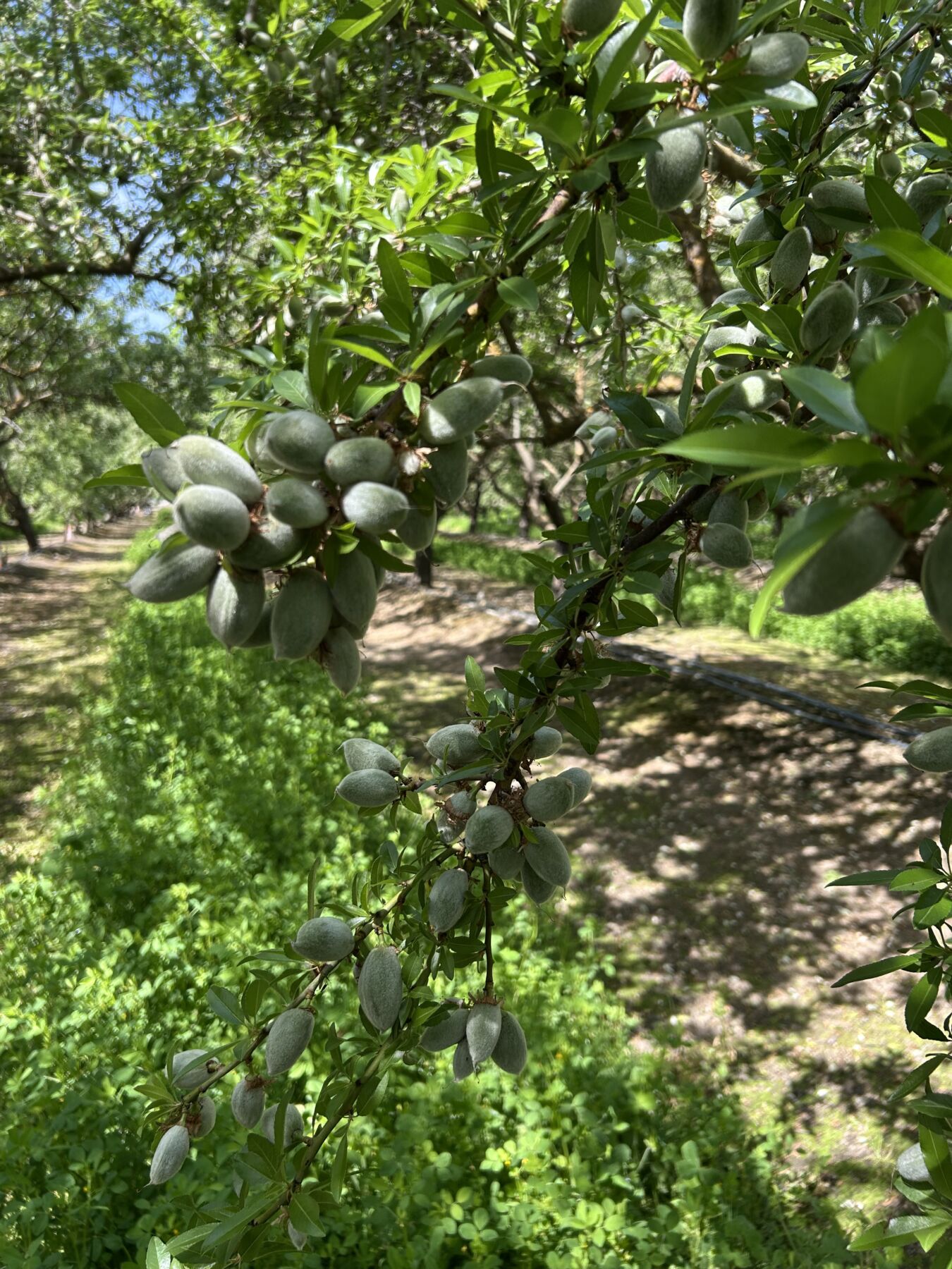 Green Almonds - Image 2